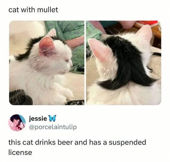 A two-panel meme featuring a white cat with a distinctive black mullet-like hairstyle on its head. The top text reads 'cat with mullet', introducing the central joke. The left panel shows the cat lying down, displaying the mullet from a side angle, while the right panel provides a closer view of the mullet from behind. Below the images, a comment from user 'jessie W @porcelaintulip' humorously anthropomorphizes the cat, stating 'this cat drinks beer and has a suspended license', adding a playful, rebellious backstory to the feline's appearance.