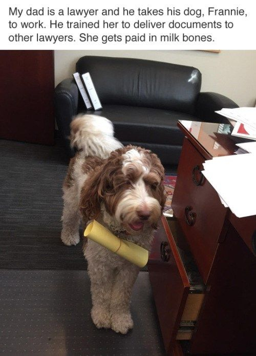 The image depicts a fluffy brown and white dog named Frannie standing in an office environment. Frannie has a yellow rolled document clamped in her mouth, appearing to be in the process of delivering it. The office setting includes a black leather couch with books placed on its arm, a wooden desk with scattered papers, and a carpeted floor. Frannie's expression is happy with her tongue slightly out, conveying a content and eager demeanor. Above the image, a caption explains that Frannie is the dog of a lawyer who takes her to work; she has been trained to deliver documents to other lawyers and is paid in milk bones. The scene is heartwarming and wholesome, showcasing a positive integration of a pet into a workplace and highlighting a charming, lighthearted moment.