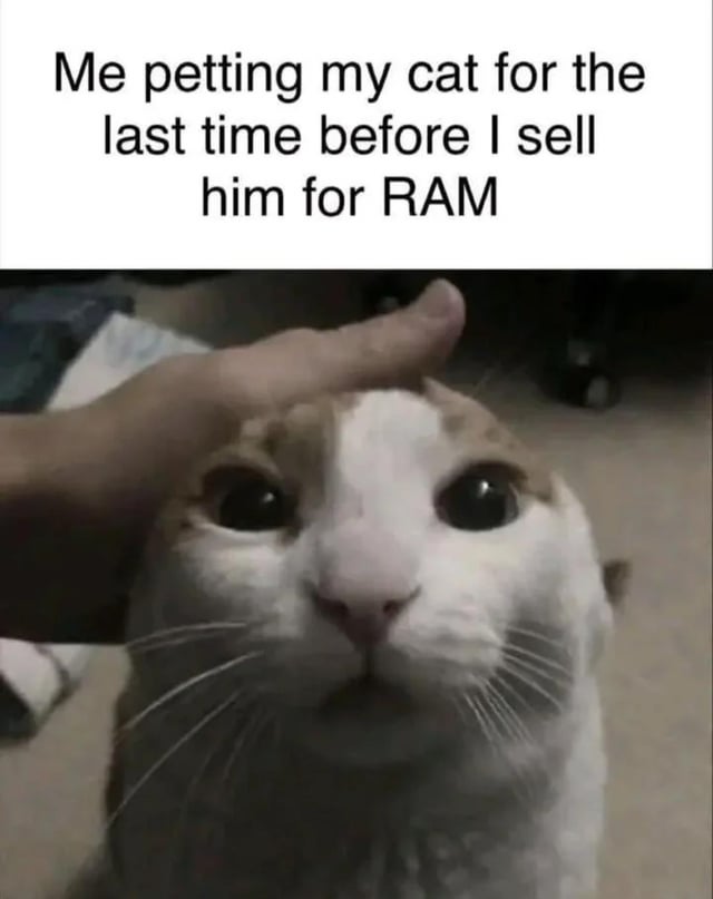 This meme is split into two sections: a text header at the top and a photograph below. The top text states 'Me petting my cat for the last time before I sell him for RAM'. The lower image is a close-up shot of a white and orange domestic cat being petted on the head by a human hand, with the cat staring directly at the camera with wide, dazed, seemingly unaware eyes. The joke relies on dark, relatable humor for PC building and tech enthusiasts, exaggerating the high cost of computer components (RAM, random access memory) to the point that the meme creator would joke about selling their pet to afford new hardware.