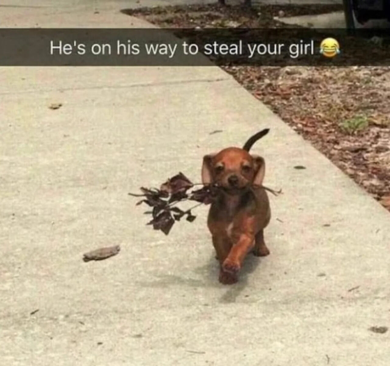 The image features a small brown puppy walking confidently on a concrete sidewalk, carrying a cluster of dried brown leaves in its mouth. The puppy has large ears, a short tail, and appears to be in motion with one paw lifted as it moves forward. The background includes a patch of mulch and scattered leaves on the ground. At the top, a text overlay reads 'He's on his way to steal your girl 😂', creating a humorous contrast between the innocent puppy and the playful, exaggerated claim of 'stealing' someone's partner.