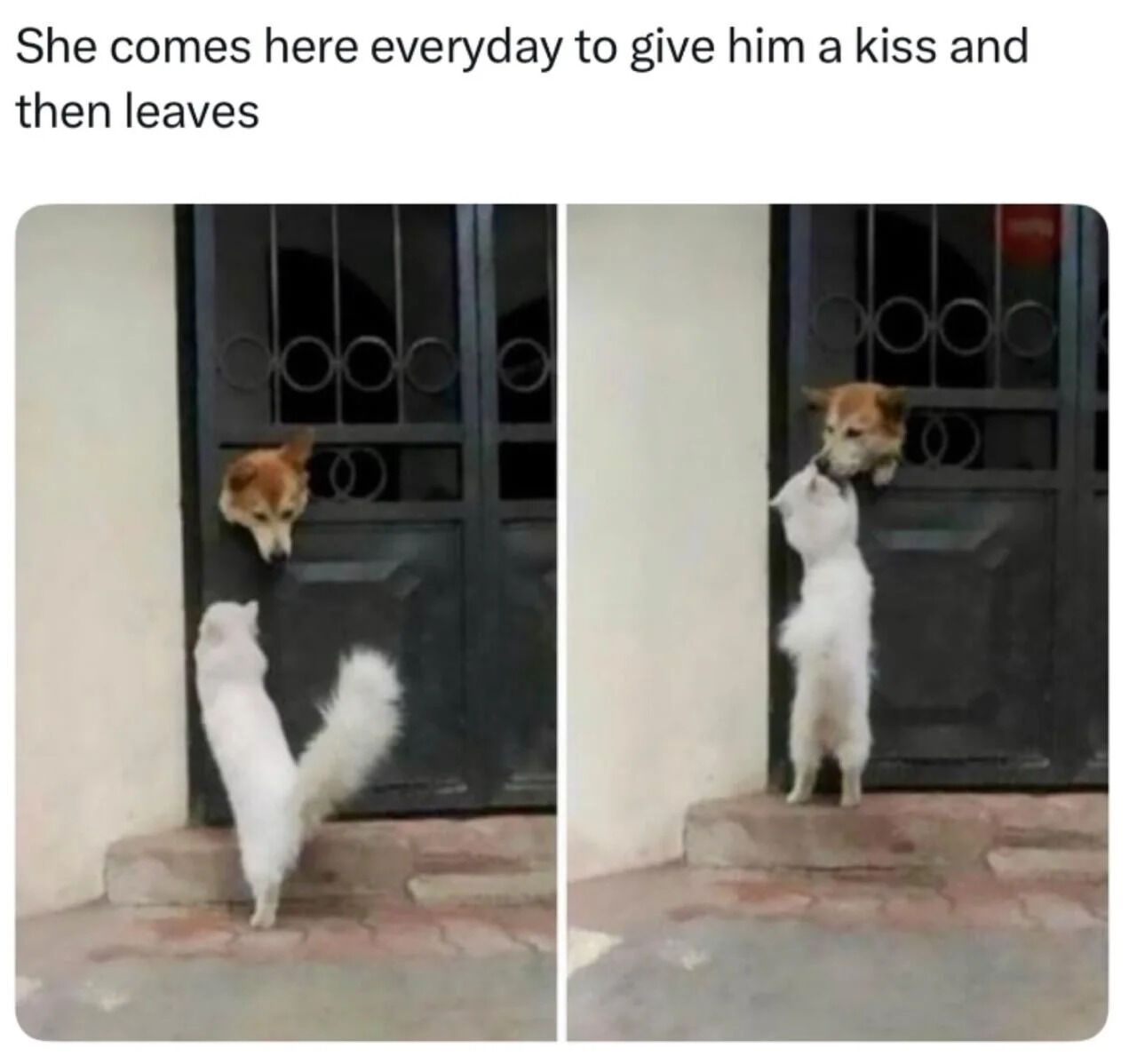 A two-panel meme showing a heartwarming daily interaction between two dogs. In the left panel, a brown dog has its head through metal bars of a gate looking down at a white dog standing on its hind legs. In the right panel, the white dog is standing on its hind legs kissing the brown dog who has its head through the gate. The text above the panels reads: 'She comes here everyday to give him a kiss and then leaves'.