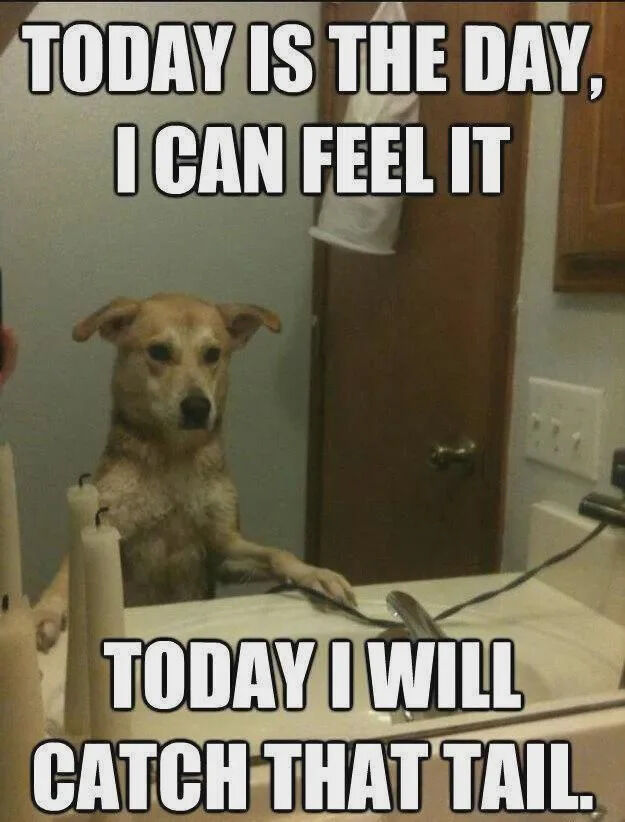 A humorous meme featuring a real light brown dog standing on its hind legs with front paws resting on a bathroom sink counter. The dog has a focused and determined expression. Bold white uppercase text is overlaid at the top: 'TODAY IS THE DAY, I CAN FEEL IT' and at the bottom: 'TODAY I WILL CATCH THAT TAIL.' The background includes a wooden door with a towel hanging, a bathroom sink, and a hair dryer on the counter, creating a domestic setting. The meme playfully anthropomorphizes the dog, attributing human-like determination to the trivial goal of catching its own tail, resulting in a wholesome and funny tone.