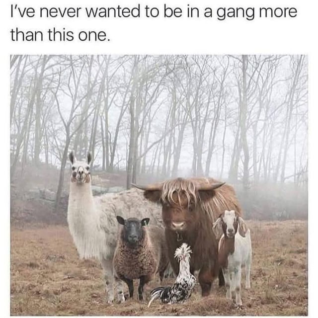This meme features a photograph of five barnyard animals: a white llama, a brown sheep with a black face, a shaggy brown highland cow, a black-and-white spotted rooster, and a brown-and-white baby goat. The animals are all posed facing the camera in a foggy, leafless forest clearing with dry grass underfoot, giving the impression of a friendly, cohesive 'gang' of animals. The text overlaid at the top of the meme reads 'I’ve never wanted to be in a gang more than this one.' The original title of the meme includes a pun: 'No baa-d blood in the barnyard', which plays on the phrase 'bad blood' and the 'baa' sound made by sheep to imply there are no negative feelings between the group of animals.