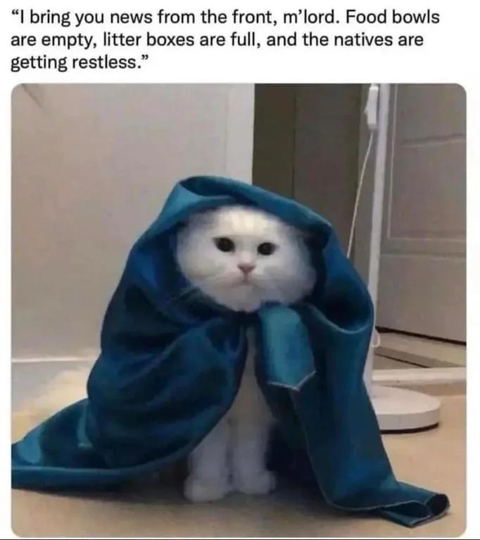 This funny wholesome cat meme features a fluffy white real cat sitting upright on a home floor, wrapped fully in a deep blue hooded blanket that gives it the appearance of a medieval scout or messenger. The text above the image gives the cat's dialogue, where it addresses the human owner as "m'lord" and reports that all cat food bowls are empty, the litter box is full, and the house cats (called "the natives") are growing restless. The joke comes from the contrast between the dramatic, serious medieval military messenger tone and the mundane, relatable pet care problem that all cat owners recognize.