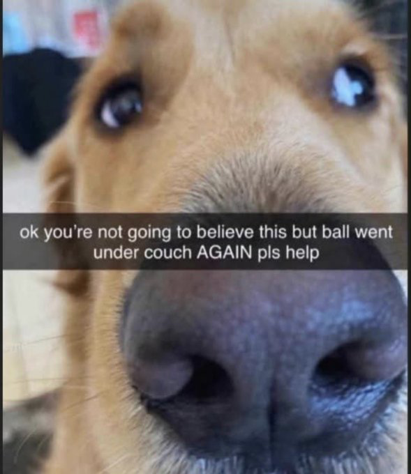This is a close-up shot of a golden retriever dog, with its nose taking up a large portion of the foreground and its wide, pleading eyes looking directly upward at the camera. Overlaid on the center of the image is white text on a black semi-transparent bar, written from the perspective of the dog: 'ok you're not going to believe this but ball went under couch AGAIN pls help'. The humor comes from the contrast between the dramatic, surprised framing of the announcement and the extremely common, predictable situation of a dog getting their toy stuck under the couch repeatedly, making the request relatable and silly for any dog owner.