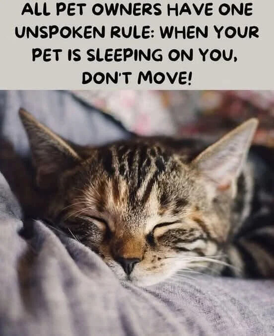 A meme composed of a top text section and a photograph. The top text reads: 'ALL PET OWNERS HAVE ONE UNSPOKEN RULE: WHEN YOUR PET IS SLEEPING ON YOU, DON'T MOVE!'. Below the text is a close-up image of a tabby cat with closed eyes, peacefully sleeping on a soft, gray blanket. The cat has distinct stripes, perked ears, and a calm expression, appearing content and relaxed. The combination of the text and image humorously captures the universal experience among pet owners of staying still to avoid disturbing a sleeping pet, emphasizing a relatable and heartwarming theme.