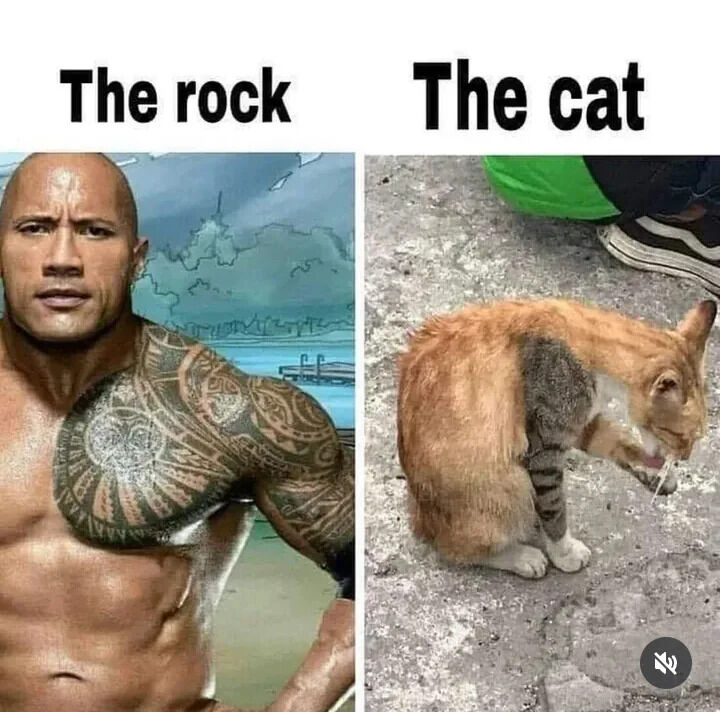 A two-panel meme featuring a humorous comparison between Dwayne 'The Rock' Johnson and a cat. The left panel shows Dwayne Johnson, a muscular celebrity with prominent Polynesian tattoos on his chest and arm, posing with a serious expression against a backdrop that appears to be a scenic or possibly animated landscape. The top of this panel is labeled 'The rock'. The right panel shows an orange tabby cat sitting on a concrete surface, with its body hunched in a posture that loosely mimics Johnson's pose. The cat appears to be licking its paw or face, and the top of this panel is labeled 'The cat'. The meme plays on the visual similarity in their postures, creating a lighthearted and funny contrast between the imposing celebrity and the casual animal.