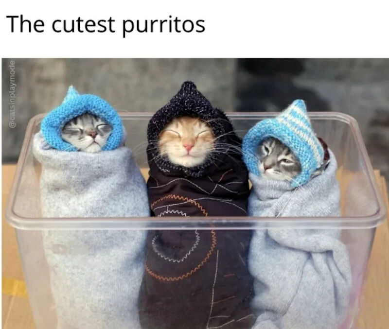 A photograph featuring three small cats wrapped tightly in soft fabric, resembling burritos, hence the playful term 'purrritos' (a portmanteau of 'purr' and 'burritos'). Each cat is adorned with a knitted hat: the left cat wears a blue hat and is wrapped in light gray fabric, the middle cat has a black hat and dark brown fabric with circular stitched patterns, and the right cat sports a blue and white striped hat with light gray fabric. All three cats are positioned in a clear rectangular plastic container, appearing sleepy with closed or half-closed eyes, exuding a cozy and adorable vibe. The top of the image displays the text 'The cutest purrritos' as the main caption.