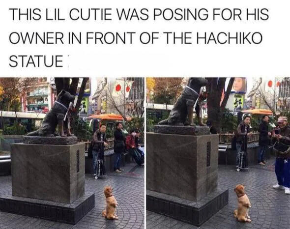 A two-panel photograph featuring an adorable small dog posing in front of the Hachiko Statue. The top text reads, 'THIS LIL CUTIE WAS POSING FOR HIS OWNER IN FRONT OF THE HACHIKO STATUE'. In both panels, the dog sits upright on its hind legs, looking up at the bronze Hachiko Statue, which depicts the famous loyal Akita dog. The background shows an urban setting with trees, buildings, and several people walking or standing nearby, indicating a public area (likely Shibuya, Tokyo, where the Hachiko Statue is located). The two panels are nearly identical, with minor differences in the dog's posture, suggesting a moment captured in sequence as the dog slightly adjusts its position while posing.