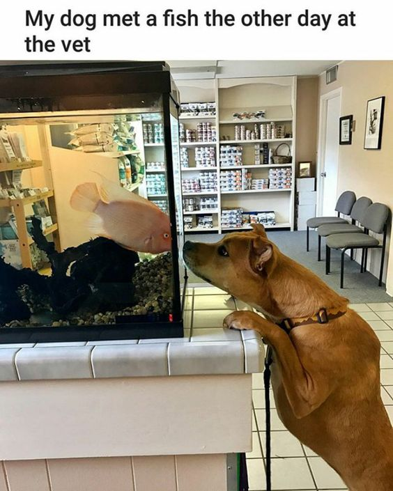 This meme captures a warm, unexpected moment inside a veterinary clinic. A medium-sized brown dog stands on its hind legs, front paws resting on a tiled counter, leaning in intently to observe a large pink fish inside an aquarium atop the counter. The fish faces the dog, creating the charming illusion of a friendly, curious interspecies interaction. At the top of the image, a simple caption reads: 'My dog met a fish the other day at the vet'. The humor and appeal come from subverting the typically stressful atmosphere of a vet visit with a gentle, wholesome encounter between two very different animals, offering a lighthearted, feel-good moment with no wordplay or complex jokes—just pure, cute animal curiosity.