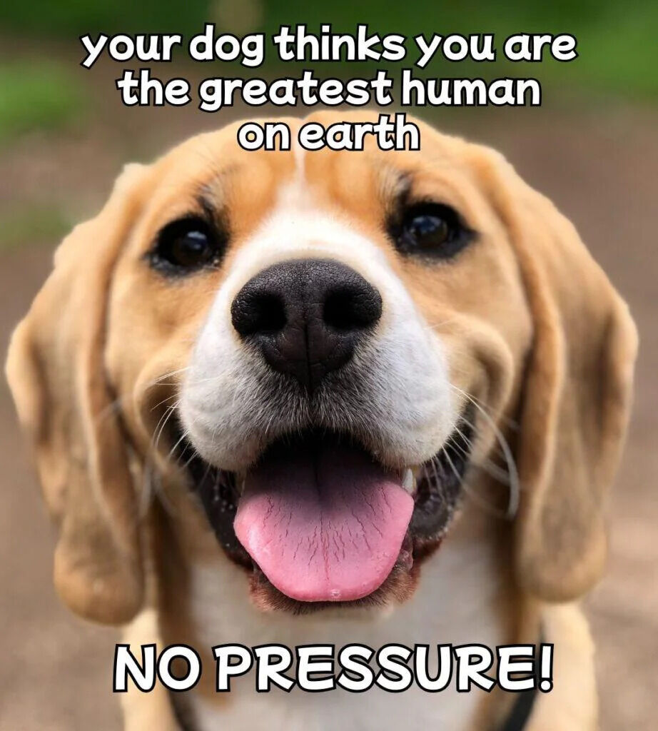 This is a wholesome feel-good meme centered around a close-up photograph of a happy tan and white beagle dog, looking directly at the camera with its mouth open and pink tongue hanging out in a friendly smile. Text overlaid on the image reads "your dog thinks you are the greatest human on earth" at the top, and "NO PRESSURE!" at the bottom. The lighthearted joke combines a sweet, comforting fact about a dog's unconditional love for its owner with a playful funny nod to the small, gentle pressure of living up to that high opinion, creating a cute warm effect.