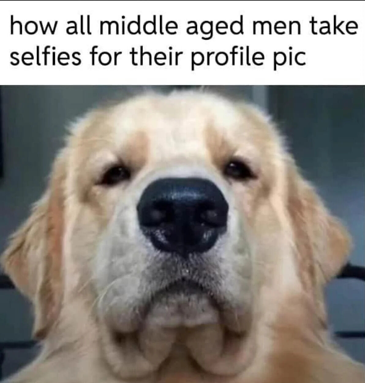 A meme featuring a close-up photograph of a golden retriever dog looking directly at the camera with a neutral expression. The text at the top reads 'how all middle aged men take selfies for their profile pic,' creating a humorous comparison between the dog's direct, unposed stare and the stereotypical way middle-aged men take profile picture selfies.