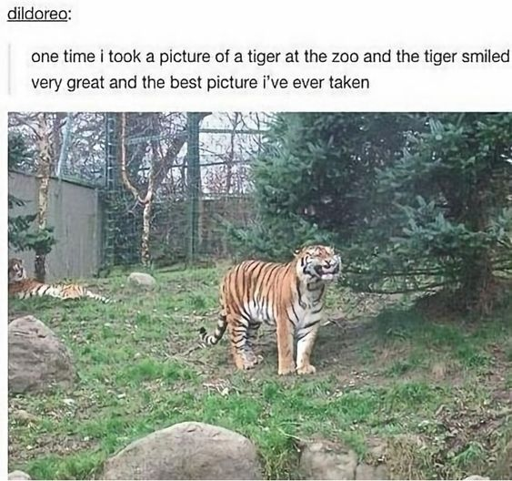This meme features a social media post from user dildoreo, who shares that they took a photo of a tiger at the zoo where the tiger accidentally looks like it is smiling, and calls this the best photo they have ever taken. The attached photo shows a real tiger standing in a grassy zoo enclosure, with its face positioned such that its mouth and eyes strongly resemble a happy human smile; a second tiger rests in the left background. The charm comes from the accidental anthropomorphism of the tiger looking happy for the camera, paired with the user's earnest, enthusiastic description.