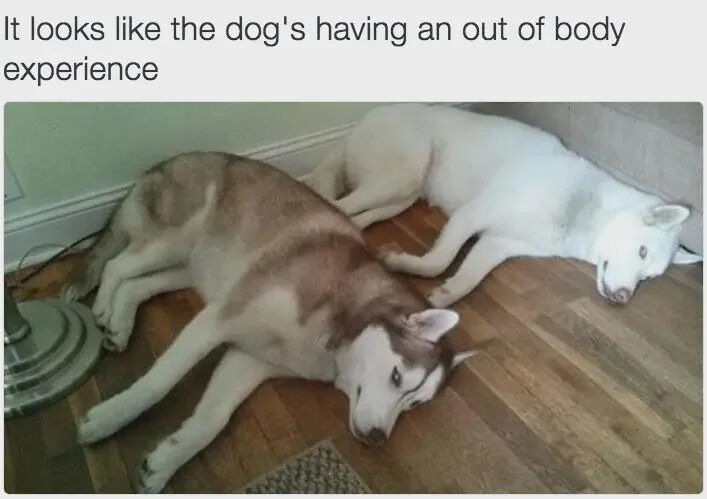 This funny meme features two real Siberian huskies sleeping on an indoor wooden floor. Due to a perfect accidental positioning alignment, the brown-and-white husky in the front has its torso and head aligned such that it looks like its head is disconnected from the rest of its body, while the entire all-white husky behind it looks exactly like the dog's separate spirit body that has left the physical form. This creates the hilarious optical illusion that matches the caption's joke about the dog having an out-of-body experience.