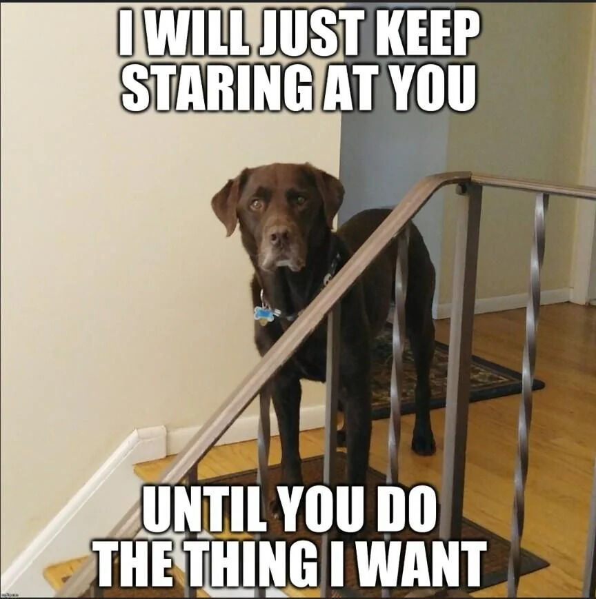 A meme featuring a brown Labrador dog standing on a wooden staircase with metal railings, positioned indoors with light-colored walls and a wooden floor. The dog is looking directly at the camera with a serious, intense expression, wearing a collar with a blue tag. Overlaid text at the top reads 'I WILL JUST KEEP STARING AT YOU' in bold, uppercase white letters with a black outline, and additional text at the bottom reads 'UNTIL YOU DO THE THING I WANT' in the same style. The image humorously anthropomorphizes the dog's persistent stare as a playful demand for the viewer to fulfill its unspoken request.