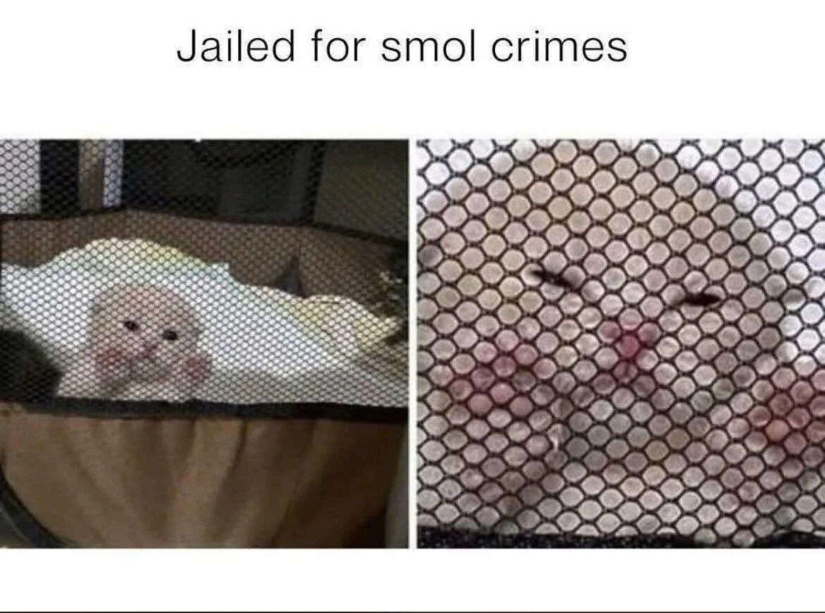 A two-panel wholesome meme with the top text 'Jailed for smol crimes'. The left panel shows a white cat inside a mesh pet carrier, looking out with a sad or guilty expression, as if 'jailed'. The right panel is a close-up of a mesh surface with small dark and pink stains, implying the minor 'crimes' the cat committed (e.g., spilling food or making small messes). The humor arises from anthropomorphizing the cat's minor misdeeds as 'crimes' leading to 'jail', creating a cute and lighthearted tone typical of wholesome memes.