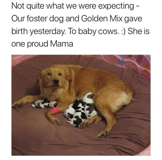 The meme consists of text at the top followed by a photograph. The text jokes that the poster's foster golden retriever mix dog recently gave birth to 'baby cows', and that she is a proud mother. The accompanying photo shows the light brown golden retriever mix lying on a large brown plush dog bed, looking calmly at the camera with a pink bandage on one front leg, as her litter of black and white spotted puppies (whose coat pattern strongly resembles Holstein cow calves) nurse next to her. The humor comes from the playful exaggeration comparing the uniquely patterned puppies to baby cows.