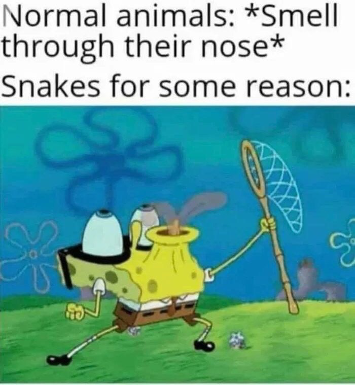This meme uses a two-part structure to make a joke about snake biology. The top text first states that normal animals smell through their nose, then leads to the punchline about snakes, paired with a still from SpongeBob SquarePants where SpongeBob has no face, is holding a butterfly net, and looks ready to catch something. The joke references the real biological fact that snakes do not smell through their nose like most animals, instead using their forked tongues to collect scent particles from the air, which is humorously exaggerated as SpongeBob actively trying to catch scents with a net.