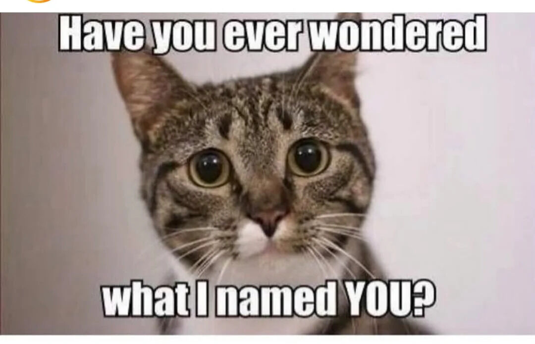 A close-up photograph of a tabby cat with striking green eyes and a white muzzle, positioned against a plain white background. The cat has a surprised and curious expression, with ears perked and direct eye contact with the viewer. Overlaid text at the top reads 'Have you ever wondered' and at the bottom reads 'what I named YOU?', creating a humorous scenario where the cat playfully reverses the human tendency to name pets by implying it has given the viewer a name.