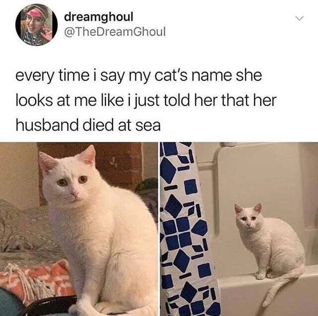 This is a screenshot of a viral X (Twitter) post that shares a funny, relatable observation about a pet cat. The post's text jokes that every time the author says her cat's name, the cat looks at her with a solemn, shocked expression as if the author just told the cat that her husband died at sea. The attached image includes two separate photos of the author's white cat, both captured mid-stare at the camera with the same wide-eyed, serious, stunned expression that perfectly matches the joke's description.