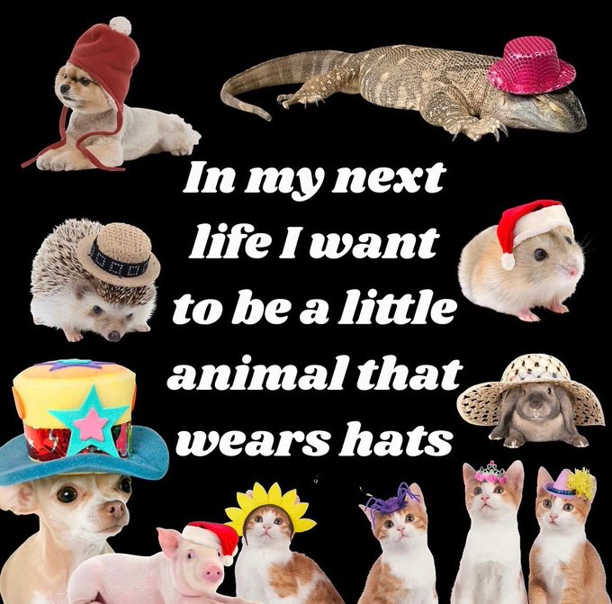 The meme features a solid black background with bold, centered white text that reads 'In my next life I want to be a little animal that wears hats'. Surrounding the text on all sides are cut-out images of various cute small animals, each wearing a distinct fun or cute hat: a Pomeranian puppy in a red winter hat, a monitor lizard in a sparkly pink fedora, a hedgehog in a small straw hat, a hamster in a Santa hat, a rabbit in a wide-brimmed woven hat, a chihuahua in a colorful party hat, a mini pig in a tiny Santa hat, and a row of kittens wearing headpieces including a sunflower hat, purple feather hat, tiara, and tiny party hat. The meme conveys a lighthearted, relatable desire for a simple, low-stress, joyful existence.