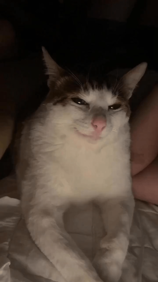 A close-up photograph of a white and brown cat with a smug expression, lying on a soft surface (likely a bed with white sheets). The cat has half-lidded eyes, a slightly upturned mouth, and perked ears. In the background, there are indistinct human legs, suggesting the cat is resting near a person. The lighting is warm, focusing on the cat's face, making its facial features prominent. The cat's posture is relaxed, with front paws stretched out slightly.