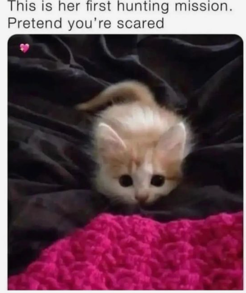 This meme features an extremely small, fluffy orange-and-white kitten peeking out from behind dark, wrinkled fabric, looking upward with large, round, innocent eyes. Above the kitten, text reads: "This is her first hunting mission. Pretend you're scared". The humor comes from the playful anthropomorphism and contrast: the kitten is so tiny, cute, and non-threatening that the request to "pretend you're scared" is a wholesome, lighthearted joke that leans into internet culture's love for cute pet content that frames small animals as having serious, dramatic roles. A small pink heart emoji appears in the top left corner of the kitten image.