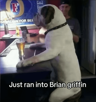 The image shows a large, light-furred dog with dark patches on its face, wearing a black studded collar, standing upright on its hind legs at a bar counter. Its front paws are resting on the bar surface next to a full pint glass of beer. A caption at the bottom reads 'Just ran into Brian griffin', making a humorous comparison between the dog and Brian Griffin, the anthropomorphic talking white dog character from the animated series Family Guy, who is frequently shown drinking at bars. A blurred person is visible in the background behind the dog, and a partial Foster's beer advertisement sign is mounted on the wall behind the bar.