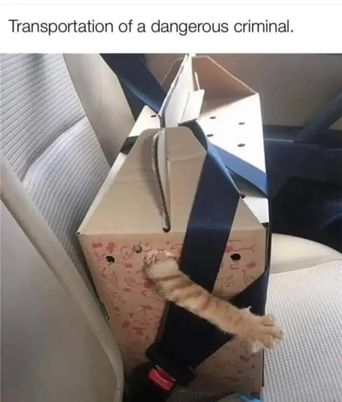 A humorous and wholesome image depicting a cardboard box secured with a car seatbelt in the backseat of a vehicle. A cat's light brown paw is visible sticking out from a hole in the box, suggesting the cat is inside. The text at the top of the image reads 'Transportation of a dangerous criminal,' creating a playful contrast between the dramatic label and the innocent, hidden cat, emphasizing the meme's lighthearted and cute nature.