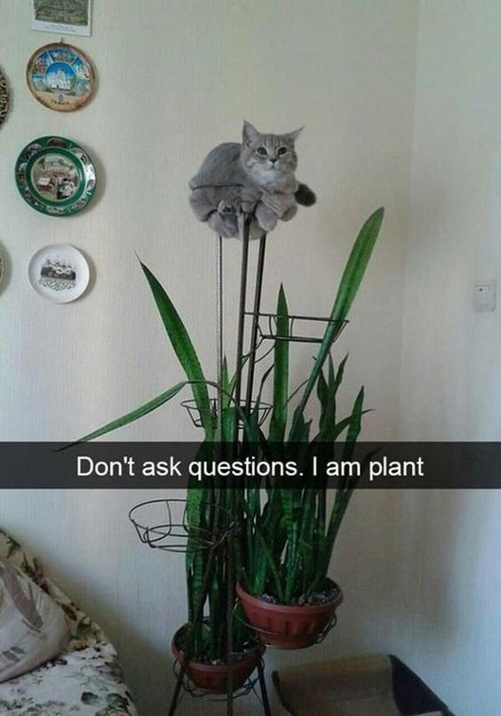 This is a humorous animal meme featuring a grey domestic cat curled up and perched on the very top of a tall, multi-tiered metal plant stand. Below the cat are two potted snake plants (Sansevieria), which are tall, leafy houseplants. The cat's position makes it look like an unexpected 'extension' of the plant arrangement. A bold text overlay at the bottom of the image reads: *"Don't ask questions. I am plant"*. The core joke is absurdist visual wordplay: the cat is pretending to be a plant, leaning into the silly, anthropomorphic gag of a pet masquerading as a houseplant to avoid scrutiny or questions. The background shows a cozy home interior, with decorative wall plates and a patterned couch visible, grounding the scene in a casual domestic setting.