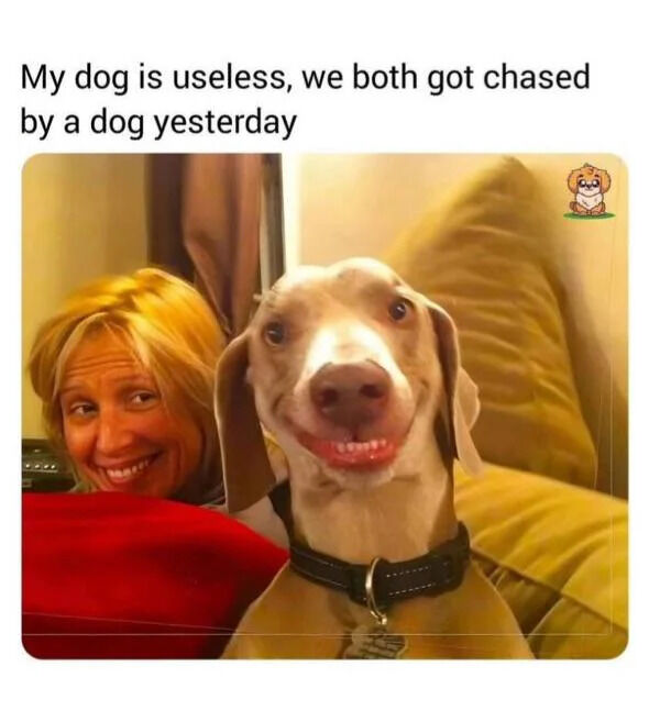 The image features a real photo of a woman with blonde hair and a dog (possibly a Weimaraner) sitting together on a couch. The woman is smiling and partially covered by a red blanket, while the dog sits in front, wearing a black collar and displaying a happy, open-mouthed smile. Behind them are yellow couch pillows, creating a cozy indoor setting. Above the photo, there is a text overlay that reads: 'My dog is useless, we both got chased by a dog yesterday.' The humor stems from the contrast between the dog's cheerful expression and the claim of it being 'useless' for failing to protect its owner from another dog.