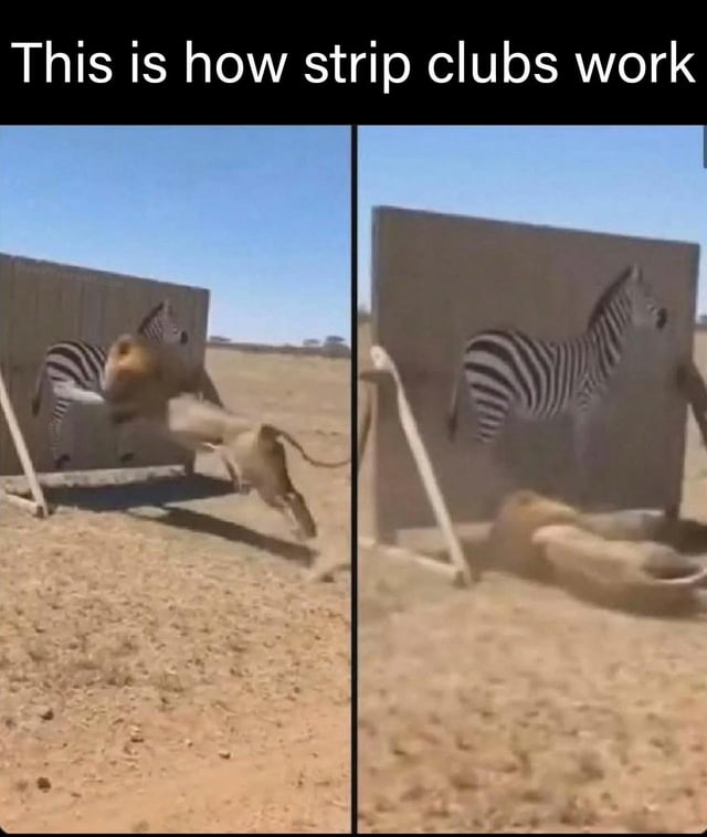 This is a two-panel humorous meme. The left panel depicts a lion in a dry, open savanna environment leaping aggressively towards what appears to be a zebra peeking out from behind a large standing wooden board. The right panel reveals that the 'zebra' is only a 2D printed painting on the surface of the board, so the lion misses its target entirely and lands on the ground in a heap. Text at the very top of the meme reads 'This is how strip clubs work', drawing a satirical comparison between the lion's disappointment from falling for a false attractive decoy and the experience of pursuing the illusion of romantic or sexual attention at strip clubs that does not lead to real interaction outside the establishment.