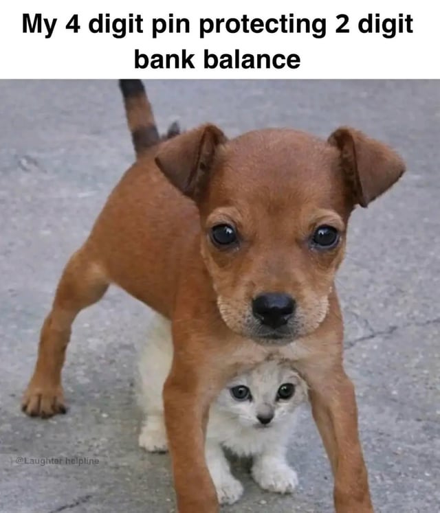 A meme consisting of a photograph of a small brown dog standing protectively over a tiny white kitten. The dog, with a neutral expression, has its legs spread wide, positioning itself to guard the small white kitten nestled underneath it. Above the image, bold black text reads: 'My 4 digit pin protecting 2 digit bank balance.' A watermark '@laughter_helping' is visible in the bottom left corner of the image. The visual metaphor humorously compares the dog (representing the 4-digit PIN) overprotecting the kitten (representing a small 2-digit bank balance), highlighting the irony of strong security measures for minimal funds.