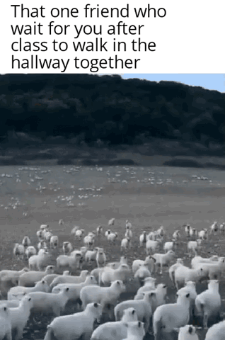 The meme is made up of overlaid text at the top paired with a photograph below. The top text reads 'That one friend who wait for you after class to walk in the hallway together'. The bottom image is a wide shot of a very large, dense flock of white sheep grazing and standing on an open grassy plain, with dark, tree-covered hills in the distant background. The relatable, lighthearted joke frames the huge crowd of identical sheep as the general population of other students at school, highlighting how rare, noticeable, and special the friend who waits for you to walk together after class is, as they would stand out clearly among the large, homogeneous crowd.