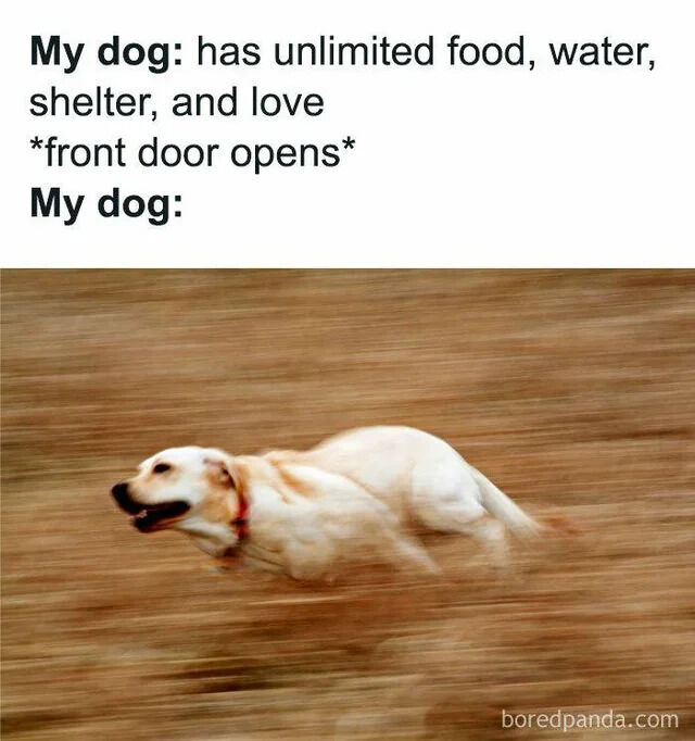 A two-part meme consisting of text and an image. The top section contains black text on a white background that reads: 'My dog: has unlimited food, water, shelter, and love *front door opens* My dog:'. Below the text is a dynamic, motion-blurred photograph of a light-colored dog (likely a Labrador Retriever) running at high speed through a brown field, capturing the dog's immediate excitement and urge to explore upon the front door opening, despite having all basic needs met.