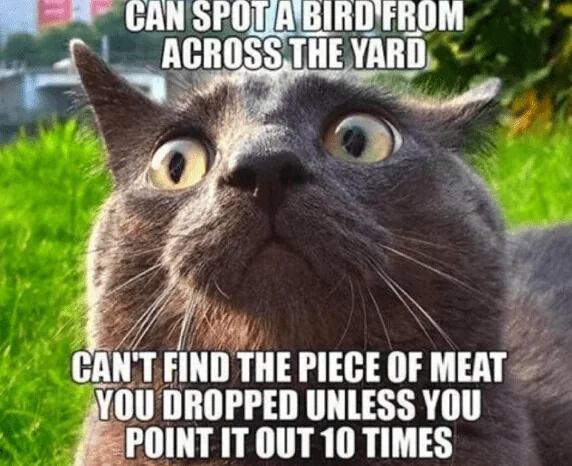 This is a relatable funny cat meme featuring a real gray domestic cat outdoors in green grass, with extremely wide, alert focused eyes looking upwards. The meme text points out a common contradiction in cat behavior: cats can easily spot a tiny bird from all the way across the yard, but they are unable to locate a piece of meat you dropped right near them unless you point it out to them multiple times. The cat's shocked wide-eyed expression perfectly emphasizes the joke about this confusing quirk of cat behavior that many owners recognize.