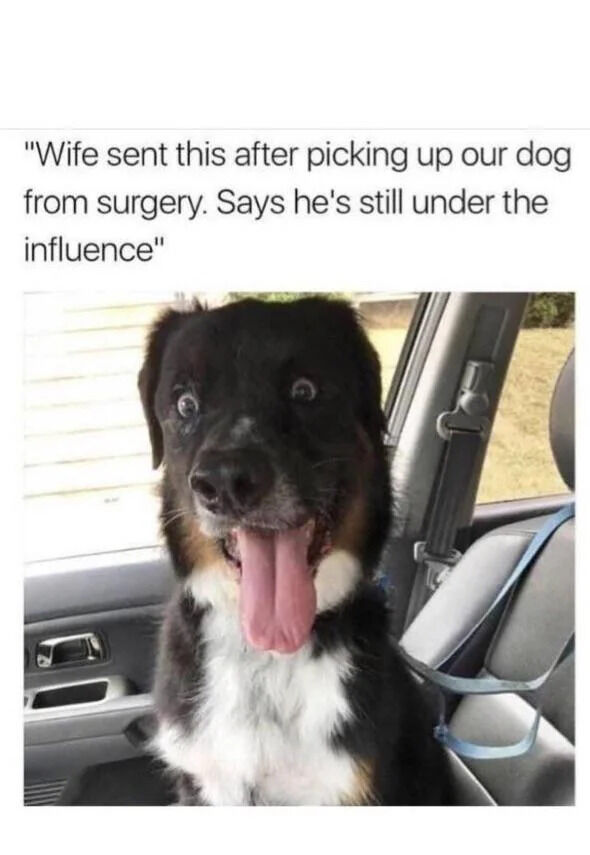 The image features a black and white dog with a brown patch on its face, sitting in the backseat of a car. The dog has wide, slightly unfocused eyes and its tongue hanging out, giving a dazed, groggy expression. Above the photo is a caption that reads: 'Wife sent this after picking up our dog from surgery. Says he's still under the influence.' The scene captures a humorous and endearing moment of a pet recovering from anesthesia, looking adorably disoriented. The car interior includes a visible seatbelt and door handle, suggesting the dog is being transported home post-surgery.