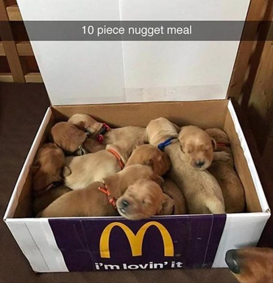 The image displays 10 small, sleeping light golden newborn puppies packed closely together inside a repurposed McDonald's takeout box. The front of the box features the iconic yellow McDonald's 'M' logo and the brand slogan 'i'm lovin' it'. A text overlay at the top of the image reads '10 piece nugget meal', creating a lighthearted pun that compares the fluffy golden puppies to McDonald's chicken nuggets, playing on the common affectionate nickname of 'nugget' for small cute pets. A small portion of an adult dog's nose is visible at the bottom right corner of the frame, implied to be the mother of the litter.