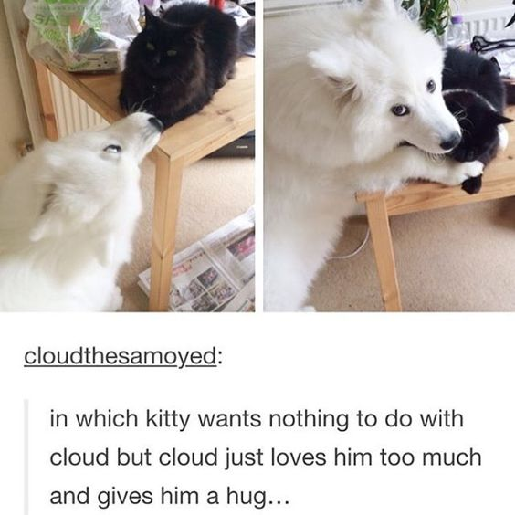 This is a two-panel collage meme showing interactions between a fluffy white Samoyed dog named Cloud and a grumpy black cat. In the first panel, Cloud gazes up at the cat, who sits on a wooden table with an uninterested expression. In the second panel, Cloud climbs up and drapes his paw over the cat, giving it a reluctant-looking hug. Below the images, a caption from the user reads: *in which kitty wants nothing to do with cloud but cloud just loves him too much and gives him a hug...*. The humor comes from the relatable, endearing contrast between the dog's eager affection and the cat's obvious annoyance.
