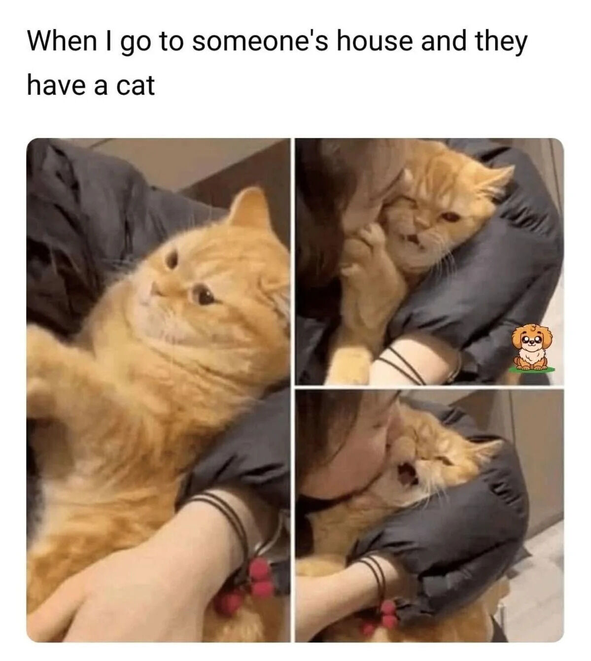 A meme featuring a top text caption 'When I go to someone's house and they have a cat' followed by a 2x2 grid of four images. The images depict an orange tabby cat being affectionately held and petted by a person wearing a dark jacket. The cat displays various relaxed and content expressions: in the top-left image, the cat lies on its back looking up; top-right, the cat playfully touches the person's face with a paw; bottom-left, the cat is cradled with a calm expression; bottom-right, the cat appears to be meowing or nuzzling the person's cheek. A small cartoon dog logo is visible as a watermark in the bottom right of the top-right panel.