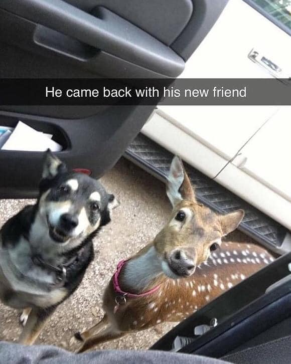 The photograph is taken from the perspective of someone sitting inside a vehicle, looking out through the open driver or passenger side door. Standing side-by-side on the gravel ground outside are a black and white husky-mix dog and a young spotted fawn (deer), both looking up directly at the person taking the photo with happy, expectant expressions. The fawn wears a pink collar. White text is overlaid on a dark gray bar across the upper portion of the image, reading 'He came back with his new friend', implying the dog wandered off and returned accompanied by the unexpected deer companion.