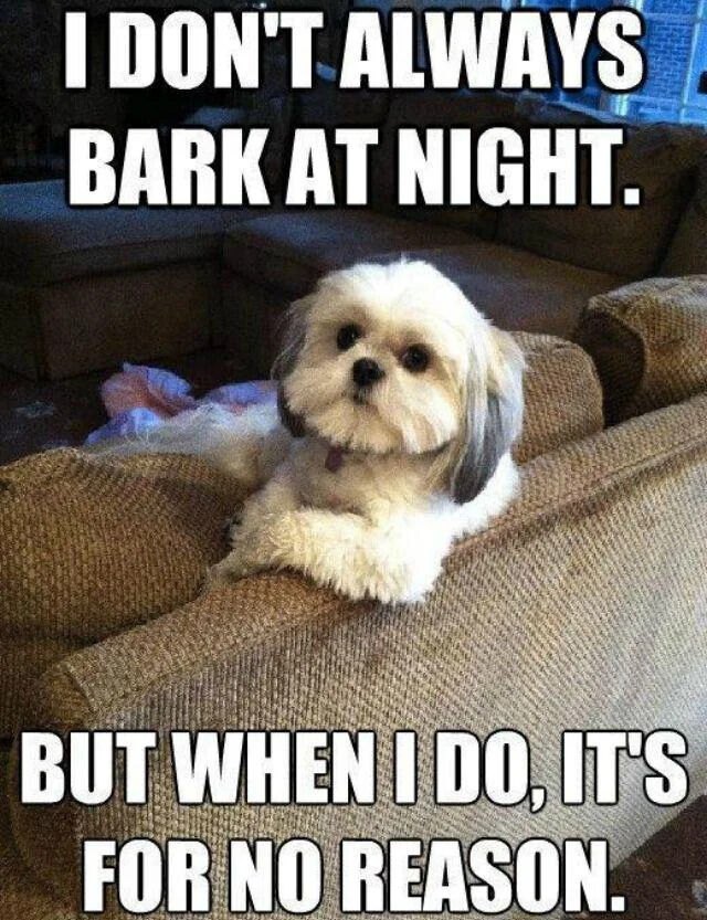 This is a single-panel meme featuring a fluffy white and gray Shih Tzu dog leaning calmly over the edge of a beige textured couch, looking directly at the viewer with a smug, self-satisfied expression. It uses the iconic 'I don't always X, but when I do Y' format from the Dos Equis Most Interesting Man in the World advertising campaign. The overlaid text reads: 'I DON'T ALWAYS BARK AT NIGHT. BUT WHEN I DO, IT'S FOR NO REASON.' The joke is relatable to dog owners, as it pokes fun at the common behavior of domestic dogs barking loudly late at night with no obvious external trigger.