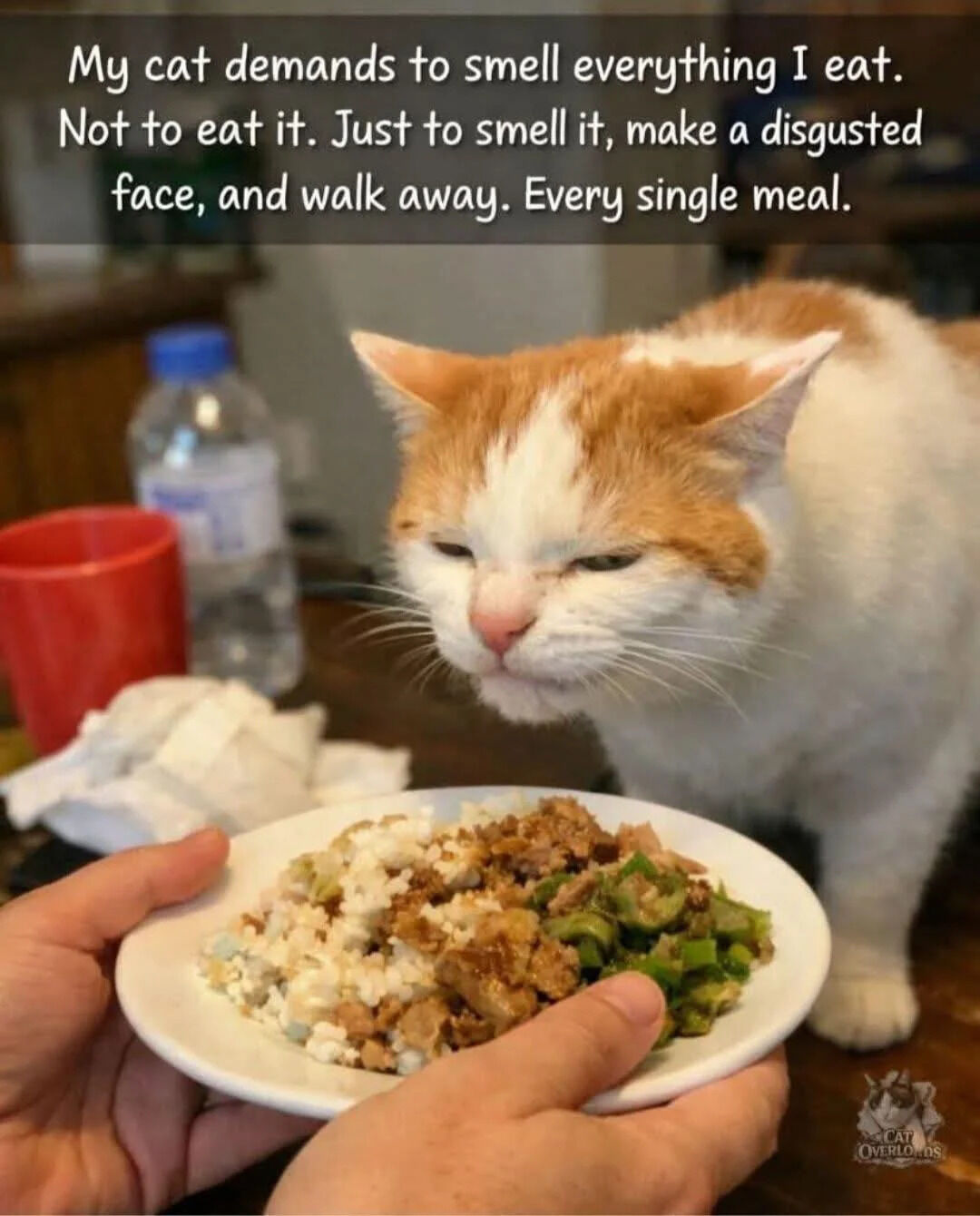 A photo of an orange and white cat making a disgusted facial expression while sniffing a plate of food held by a person. The cat has squinted eyes, slightly furrowed brows, and a pursed mouth, appearing unimpressed. The plate contains a mix of rice, meat, and green vegetables. In the background, there is a red cup, a clear water bottle with a blue cap, and crumpled white paper towels on a wooden table. The scene is set in a casual home environment, likely a kitchen or dining area.