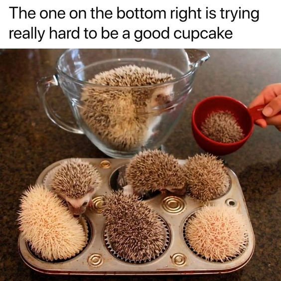 This wholesome meme features multiple real pet hedgehogs arranged into common kitchen baking tools on a countertop. One large hedgehog sits in a glass mixing bowl, another small hedgehog fits in a red measuring cup, and five small hedgehogs each sit inside the cups of a metal muffin tin, each nestled in a paper cupcake liner. The text at the top jokes that the hedgehog in the bottom right position of the muffin tin is trying really hard to be a good cupcake. The humor comes from a visual pun: the round, spiny shape of the hedgehogs perfectly mimics the look of uncooked cupcakes in a muffin tin, creating a cute, silly, and wholesome joke.