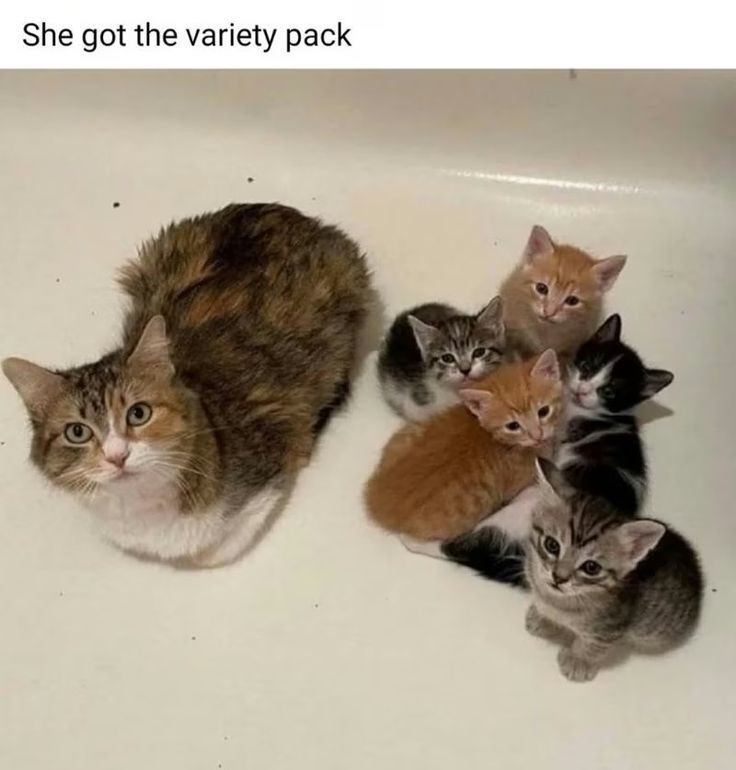 The image displays a calico tabby mother cat resting in a plain white bathtub beside her litter of five kittens, each with a distinct, different coat pattern: two orange/ginger kittens, two grey tabby kittens, and one black and white tuxedo kitten. The humorous text overlaid at the top of the image reads 'She got the variety pack', a joke that compares the diverse set of kittens to consumer 'variety packs' that contain multiple different products in a single purchase. All the cats are looking directly up at the camera that is taking the photo from a high angle.