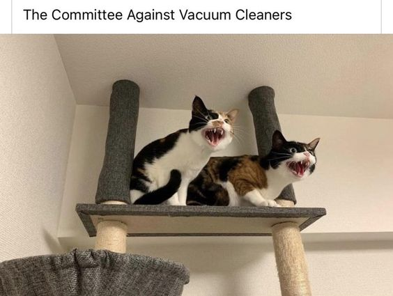 This meme features two real domestic cats sitting on a platform of a cat tree, both with their mouths wide open in an angry hissing pose showing their teeth. Above the photo, the text reads 'The Committee Against Vacuum Cleaners', which jokes that the two reacting cats are an official committee opposing vacuum cleaners, playing on the well-known fact that most cats are terrified and hostile toward vacuum cleaners. The angry expressions of the cats perfectly match the joke premise.