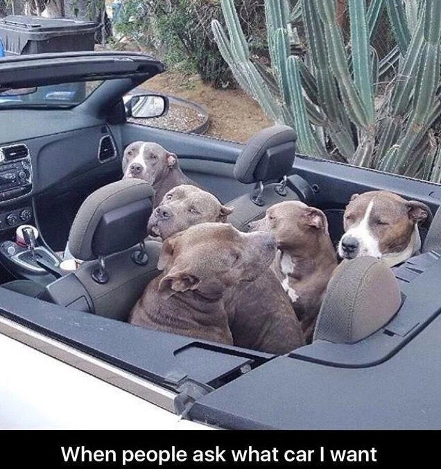 This is a wholesome funny dog meme showing five pit bull-type dogs packed closely together in the backseat of a convertible car. All the dogs appear calm and relaxed, and the text caption at the bottom reads "When people ask what car I want". The joke plays on the desire of dog owners with multiple pets to have a car that can fit all of their dogs, framing this car (already filled with all the dogs) as the perfect desired car for a multi-dog owner.