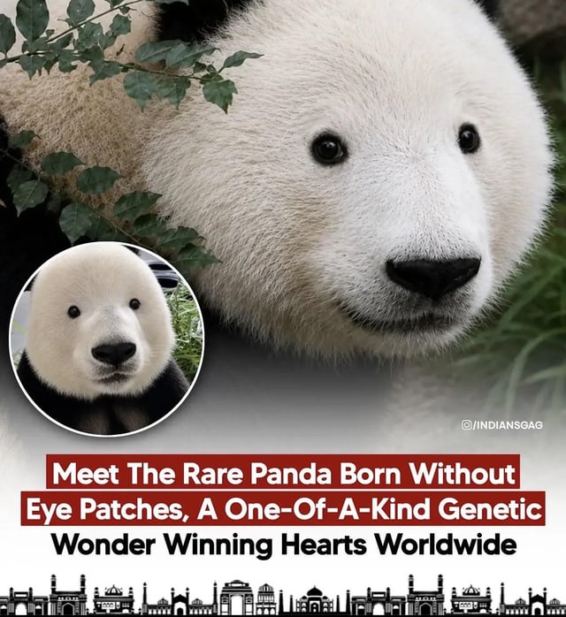 The meme shows a large close-up of a standard giant panda with its signature black fur eye patches peeking out from behind green leaves, paired with a smaller circular inset of a digitally edited panda that has no black fur around its eyes, making it look like it has no dark under-eye circles. Overlaid text humorously claims this edited panda is a one-of-a-kind rare genetic anomaly winning global affection. The core joke references the common human association between dark under-eye circles and poor sleep, so the edited panda appears perfectly well-rested, aligning with the original post title that jokes 'Guys he sleeps well at night 😆'. A silhouette of famous Indian landmarks runs along the bottom of the image.