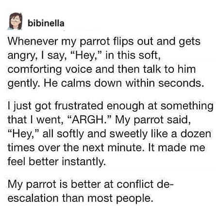 This image is a screenshot of a social media post sharing a heartwarming personal anecdote. The poster first explains that whenever their parrot gets angry, they calm it down quickly by speaking to it gently, starting with a soft, comforting 'Hey'. Later, when the poster became frustrated and yelled out 'ARGH', the parrot repeated the same soft, gentle 'Hey' dozens of times over the next minute, which immediately made the poster feel better. The post concludes with the humorous, sweet observation that the parrot is better at de-escalating conflict than most people.