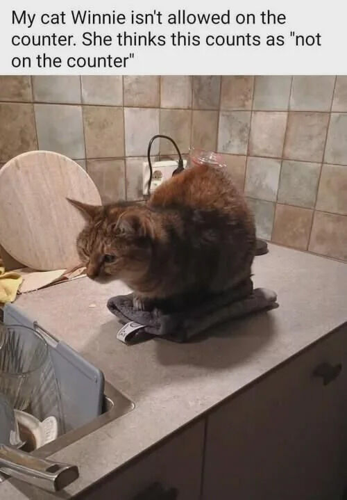 This is a wholesome humorous pet meme featuring a real tabby cat named Winnie. Winnie is sitting curled up on a folded dark gray towel that is placed directly on top of a kitchen counter. The kitchen background includes a tiled backsplash, a sink with a dish rack, and a wooden cutting board. The joke of the meme comes from the text caption explaining Winnie is forbidden from being on the counter, but she behaves as if sitting on a towel on top of the counter does not count as violating the rule, highlighting quirky, stubborn cat logic.